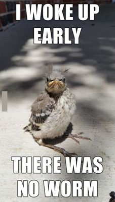 Angry-Bird-Meme.jpg