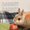 bunny-rabbit-carrot-bell.gif
