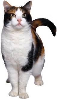 catbw.jpg