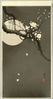 Flowering plum and moon.jpg