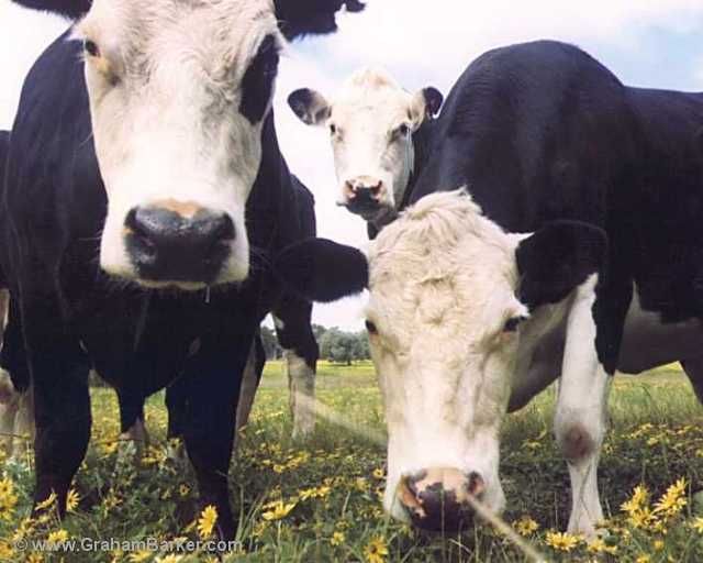cows2.jpg