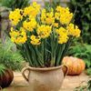 winter bulbs