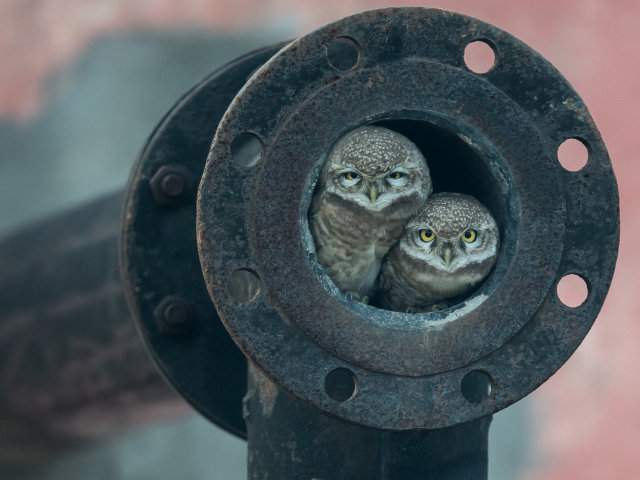 Owl sweet is home sweet home