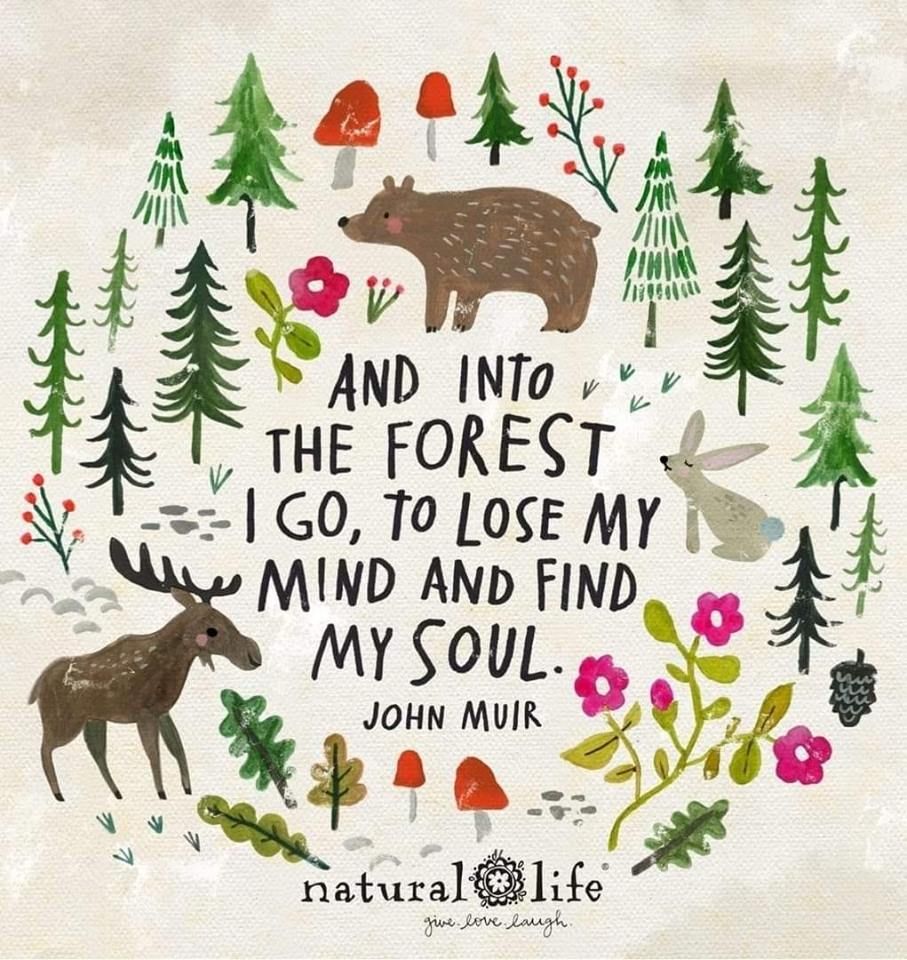 forest.jpg