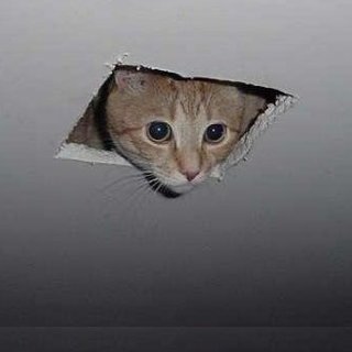 ceiling cat.png