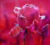 Frosty magenta L Holberg.jpeg