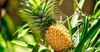 pineapple.jpg